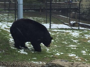 HersheyParkHistorian-5